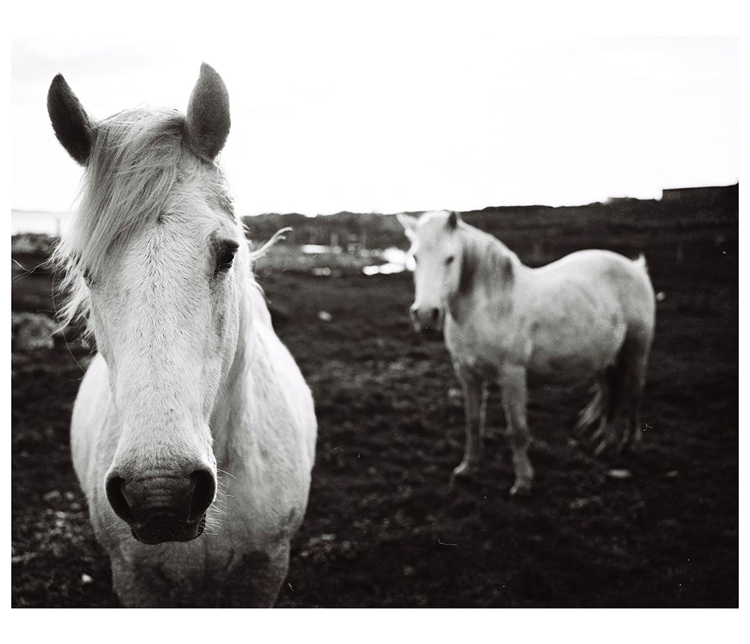 Same Horses, 10 Years On - Chrome Boi
